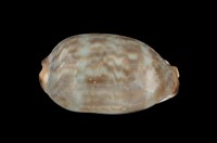 藏品(阿拉伯寶螺)的圖片